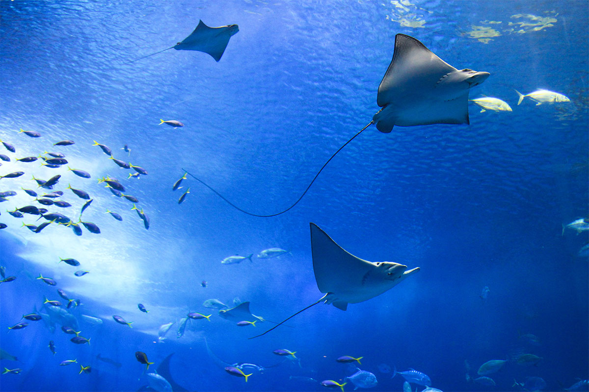 Aquarium with fishes and manta rays.